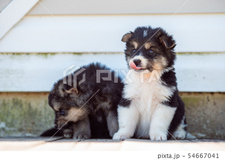 Photo of two puppies sitting by white wall on street in afternoon Photo of two puppies sitting by white wall on street in afternoon 54667041