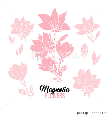 Magnolia flowers hand drawn illustrations set 54667178