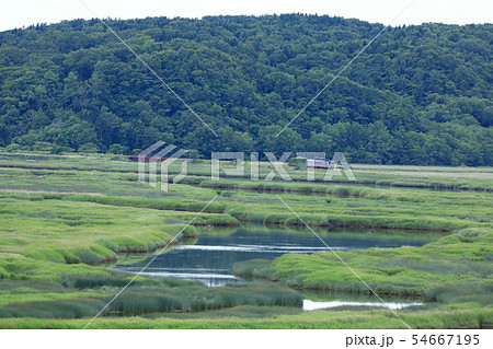 夏の別寒辺牛湿原を行く花咲線 54667195