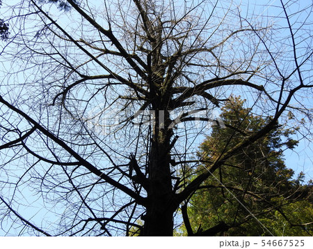 石上神宮 54667525