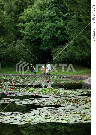 岩手大学植物園睡蓮池 宮沢賢治が通った旧盛岡農林の睡蓮池実験池でザリガニを捕まえる家族 子育て中 54667578