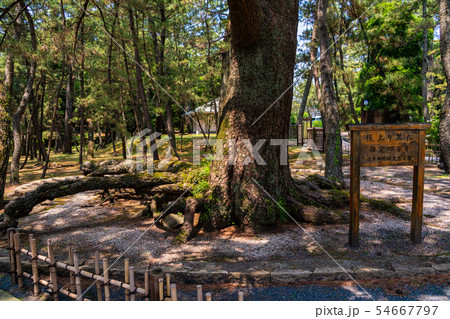 （静岡県）沼津御用邸記念公園　根上がりの松 54667797