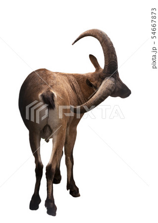 Goat with big horns Goat with big horns 54667873