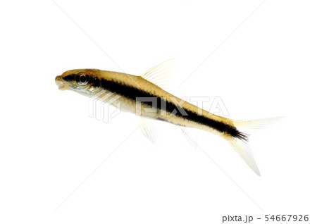 フライングフォックス フライングフォックス 54667926