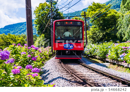 （神奈川県）箱根登山鉄道　あじさい電車 54668242