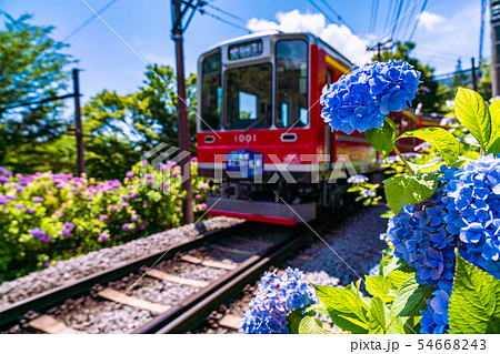 （神奈川県）箱根登山鉄道　あじさい電車 54668243