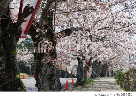 桜並木 桜並木 54669400