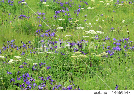 恵茶人沼に咲くヒオウギアヤメ 54669643