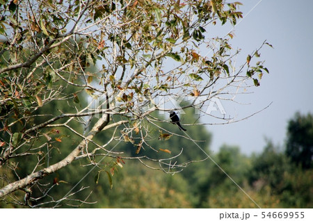 シュンドルボンのオウチュウ 54669955