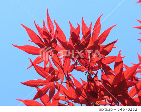 紅葉４ 54670252
