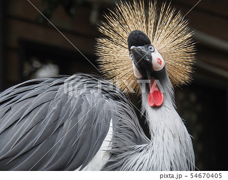 ホオジロカンムリヅル04 ホオジロカンムリヅル04 54670405