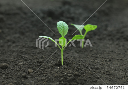 野菜の苗 小松菜 野菜の苗 小松菜 54670761