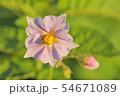 じゃがいもの花 54671089