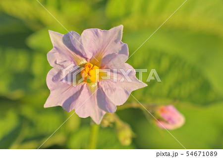じゃがいもの花 54671089