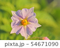 じゃがいもの花 54671090