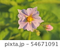 じゃがいもの花 54671091