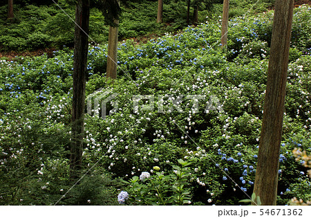 森の中の紫陽花(6) 森の中の紫陽花(6) 54671362