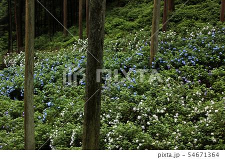 森の中の紫陽花(8) 森の中の紫陽花(8) 54671364