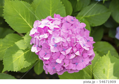 花＿紫陽花 54671909