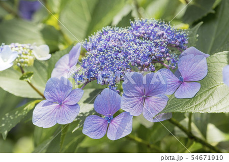 花＿紫陽花、ガクアジサイ 54671910