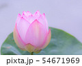 蓮の花 蓮の花 54671969