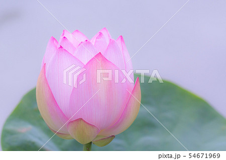 蓮の花 蓮の花 54671969