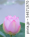 蓮の花 蓮の花 54671970