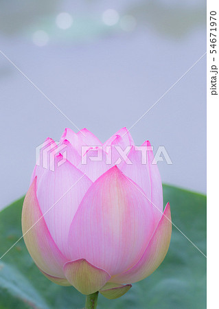 蓮の花 54671970