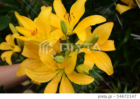 Lily of orange-yellow in flower garden in the 54672147