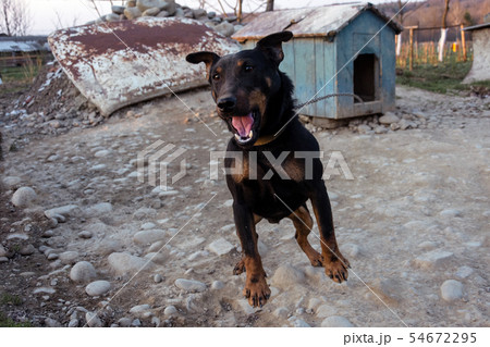 Black Doberman barking on the chain showing teeth Black Doberman barking on the chain showing teeth 54672295
