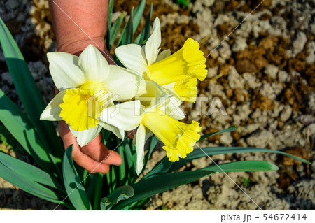 Early spring daffodil flower, attractive 54672414