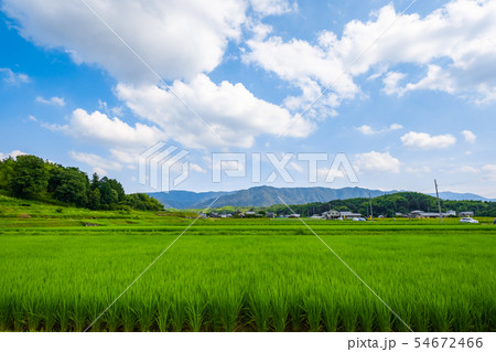 田んぼ道がある真夏の田舎 54672466