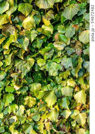 Green sweating wonderful evergreen ivy. Texture. Green sweating wonderful evergreen ivy. Texture. 54672482