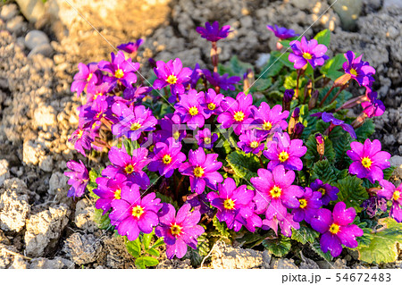 A wonderful flower is embedded in garden decor in A wonderful flower is embedded in garden decor in 54672483