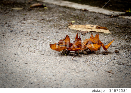 Colorful butterfly on the ground 54672584