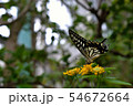ナミアゲハ 54672664