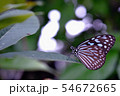 リュウキュウアサギマダラ 54672665