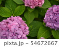 アジサイ 54672667