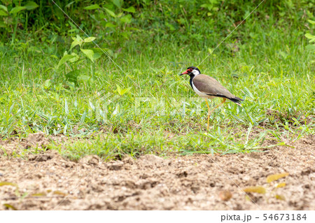 Red Wattled Lapwing bird on the ground in Thailand Red Wattled Lapwing bird on the ground in Thailand 54673184
