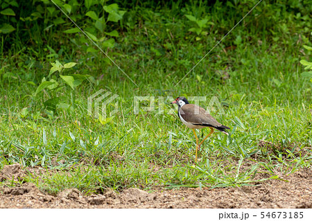 Red Wattled Lapwing bird on the ground in Thailand Red Wattled Lapwing bird on the ground in Thailand 54673185