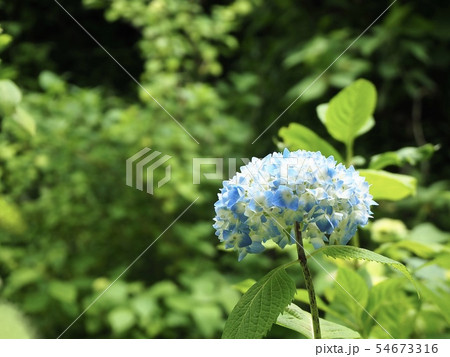 明月院の紫陽花 5月 明月院の紫陽花 5月 54673316