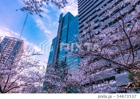 六本木アークヒルズの桜 六本木アークヒルズの桜 54673537
