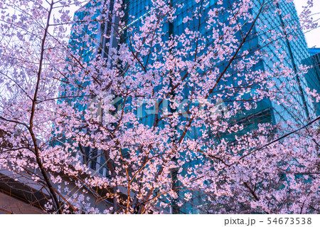 六本木アークヒルズの桜の写真素材