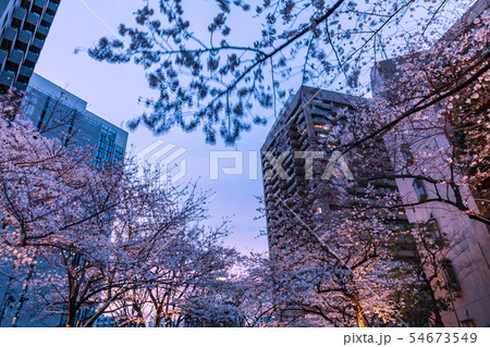 六本木アークヒルズのライトアップの桜 六本木アークヒルズのライトアップの桜 54673549