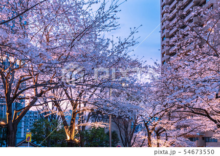 六本木アークヒルズのライトアップの桜 六本木アークヒルズのライトアップの桜 54673550