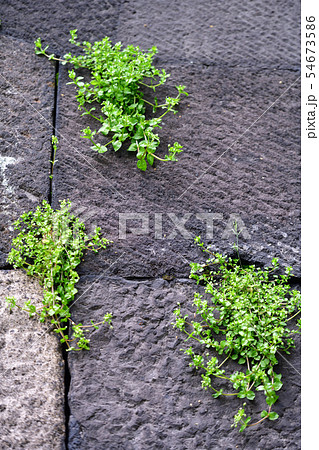 街景色　東京　丸の内 54673586