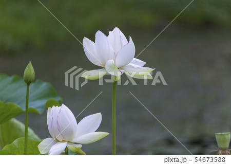 蓮の花咲く季節 蓮の花咲く季節 54673588