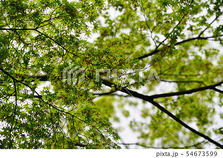 街景色 東京 丸の内 街景色 東京 丸の内 54673599