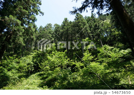 高尾山　一号路の山林 54673650