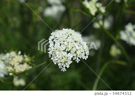 Corky-fruited water-dropwort Corky-fruited water-dropwort 54674312